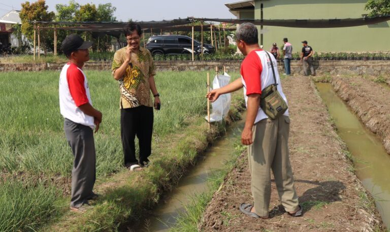 Tim dosen dan petani memantau lahan panen bawang merah Brebes dalam penerapan teknologi smart farming IoT.