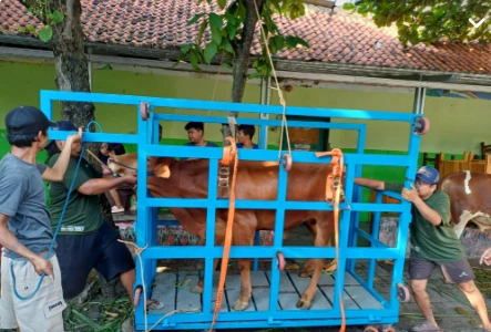 Lima pria dewasa, relawan panitia kurban Masjid At-Taqwa Bandarharjo, mengoperasikan alat potong kurban mekanis berwarna biru cerah di lapangan terbuka untuk merebahkan sapi cokelat secara perlahan guna meminimalkan stres hewan.
