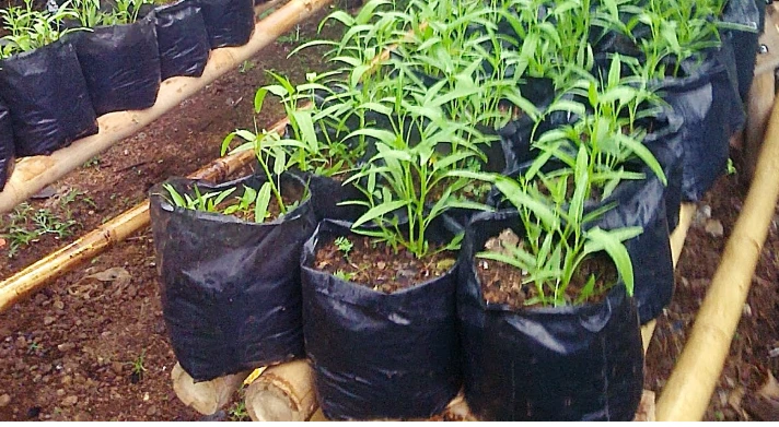 Barisan tanaman kangkung muda yang tumbuh subur dalam polibag hitam, tersusun rapi di atas rak bambu sebagai bagian dari praktik tanam kangkung dalam polibag di lahan sempit.