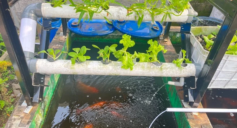 Instalasi sistem akuaponik yang menggabungkan kolam ikan nila dengan tanaman sayur organik dalam pipa peralon di Kampung Akuaponik Kandri, desa wisata Semarang.