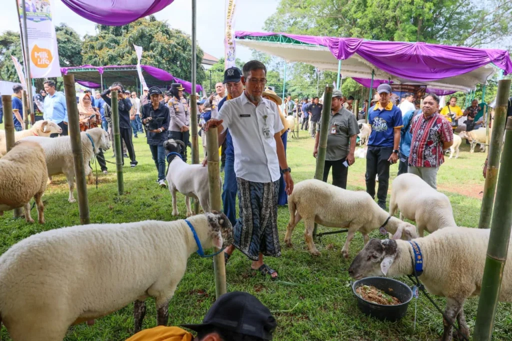 Jawa Tengah Kebut Target Swasembada Daging Nasional, Sapi Tembus 1,3 Juta Ekor