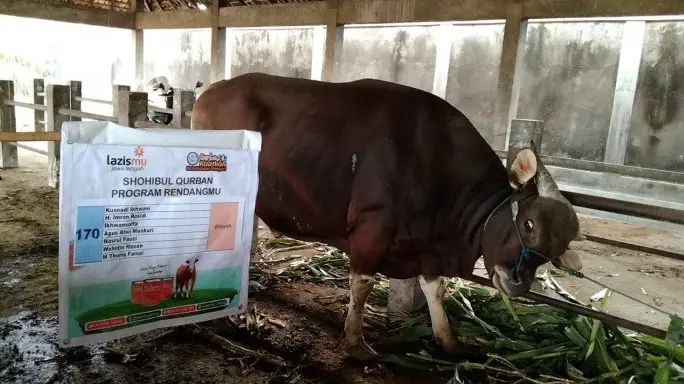 Seekor sapi cokelat besar berdiri di depan spanduk Hari Raya Iduladha 1447 H Lazismu Jawa Tengah yang memuat daftar Shohibul Qurban untuk Program Rendangmu (pengalengan daging kurban).