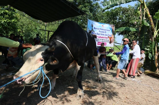 Sekda Jateng Sumarno yang mengenakan baju koko putih dan bersarung bersama warga bersusah payah menarik tali tambang untuk menjatuhkan seekor sapi kurban raksasa hitam putih di Desa Tinanding, Grobogan. Sapi jumbo 1,1 ton ini merupakan bantuan Presiden Prabowo Subianto untuk penyintas banjir.
