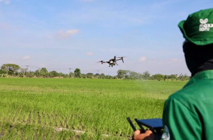 Seorang operator menerbangkan drone penyemprot di atas hamparan hijau lahan pertanian Jawa Tengah yang subur.