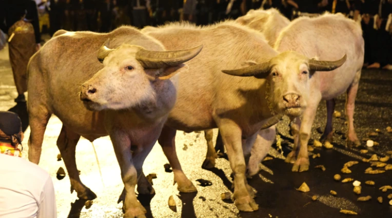 Tiga ekor kerbau albino pusaka Keraton Surakarta melintas di jalanan malam dalam tradisi sakral Kirab Kebo Bule menyambut malam 1 Suro di Jateng.