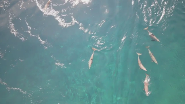 Foto udara kawanan lumba-lumba berenang di perairan Desa Alor Kecil saat fenomena langka air laut dingin (ALaDin) terjadi, memicu potensi destinasi wisata NTT.