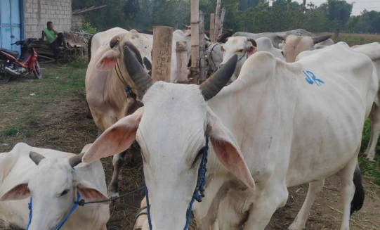 Kawanan sapi unggul Rembang berukuran besar dan sehat di area peternakan, merepresentasikan keberhasilan program inseminasi buatan dan populasi sapi yang tembus 100 ribu ekor.