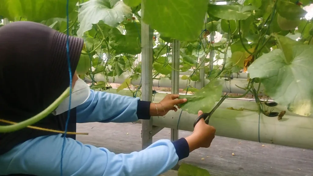 Mahasiswa KKN UIN Walisongo mempraktikkan teknik pruning atau pemangkasan daun menggunakan gunting pada tanaman budidaya melon greenhouse di Desa Delik guna mencegah kelembapan dan jamur.