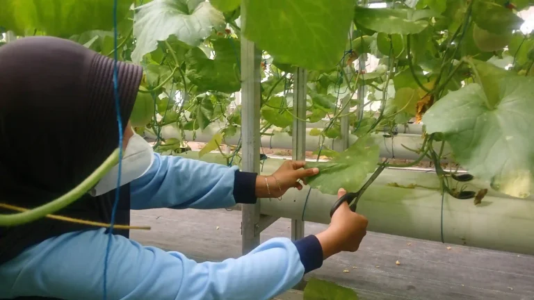 Mahasiswa KKN UIN Walisongo mempraktikkan teknik pruning atau pemangkasan daun menggunakan gunting pada tanaman budidaya melon greenhouse di Desa Delik guna mencegah kelembapan dan jamur.