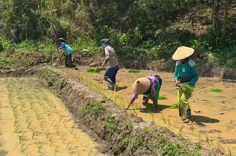 Foto empat orang petani mengenakan topi caping sedang menanam bibit padi (tandur) di sawah berteras yang berlumpur. Mereka membungkuk di bawah sinar matahari cerah, menancapkan bibit ke tanah yang digenangi air. Latar belakang menunjukkan lereng bukit hijau lebat.