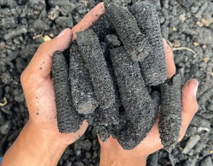 Biochar, Upaya Undip Selamatkan Lahan Pertanian Papua