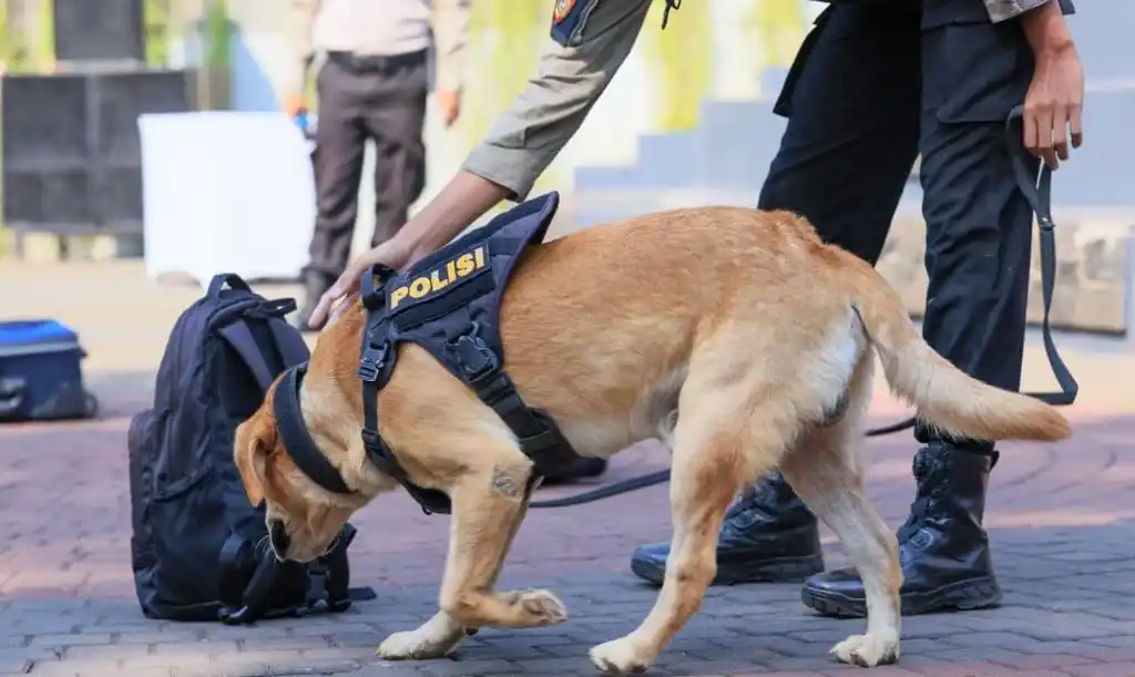 Seekor anjing pelacak polisi (K9) berseragam sedang mengendus sebuah ransel hitam, merepresentasikan pentingnya kesehatan hewan pekerja dan peliharaan yang menjadi sasaran program 10.000 vaksin rabies gratis Jateng.