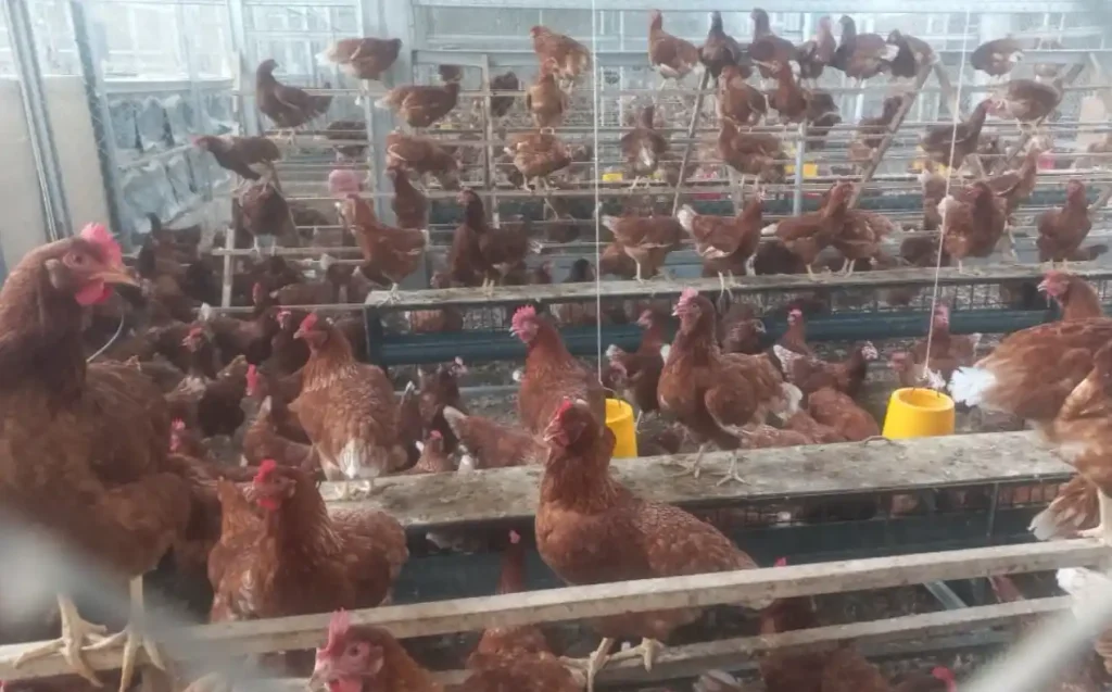 Ratusan ayam petelur cokelat yang sehat dan aktif bertengger di rak kayu bersusun dalam fasilitas peternakan ayam bebas sangkar Kolase Farm di Kabupaten Klaten.