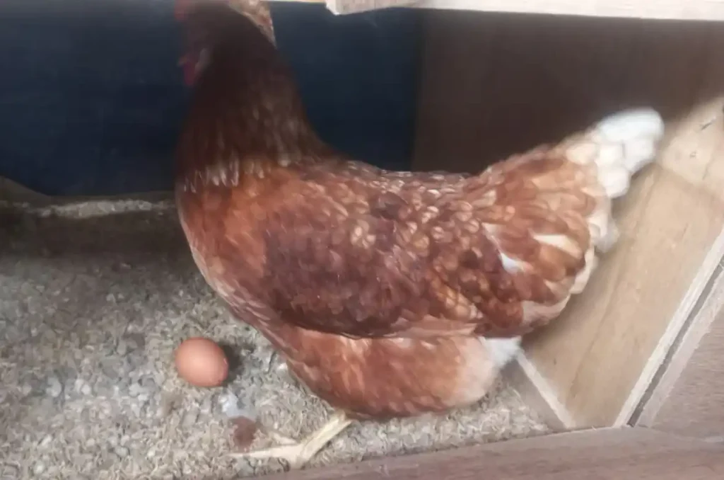 Seekor ayam petelur cokelat berdiri di atas alas sekam kering di dalam area persalinan kayu, tepat di sebelah sebutir telur segar di fasilitas peternakan ayam bebas sangkar Kolase Farm Klaten.