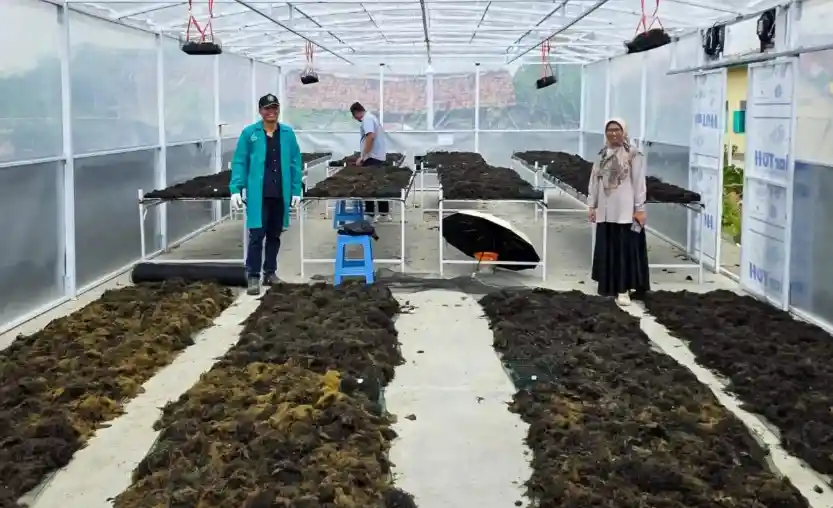 Tim peneliti Undip meninjau rak fasilitas pengeringan rumput laut tertutup berbasis energi hibrida di Desa Randusanga Kulon, Brebes.