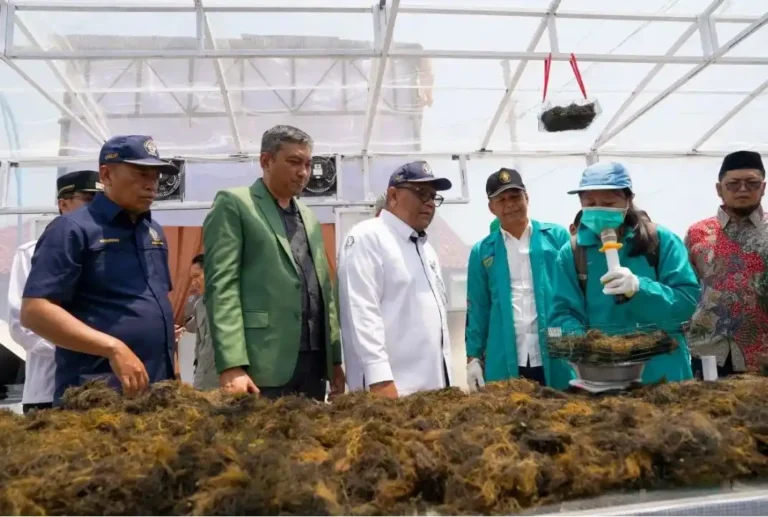 Pejabat daerah dan akademisi Undip mengamati tumpukan rumput laut cokelat di depan unit pengering surya-biomassa di Brebes.