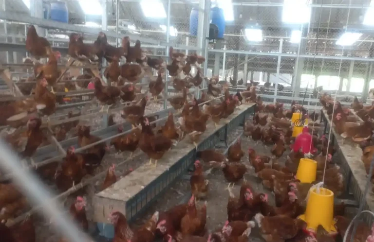 Ribuan ayam petelur cokelat beraktivitas bebas di rak bertingkat dan lantai sekam kering dalam fasilitas peternakan ayam bebas sangkar bersertifikat HFAC di Kolase Farm, Kabupaten Klaten.