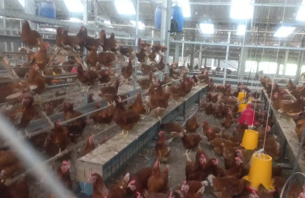 Ribuan ayam petelur cokelat beraktivitas bebas di rak bertingkat dan lantai sekam kering dalam fasilitas peternakan ayam bebas sangkar bersertifikat HFAC di Kolase Farm, Kabupaten Klaten.