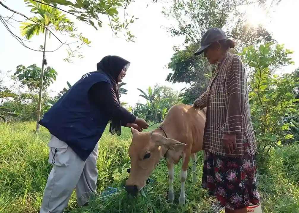 Anggota TEP 3 Undip mendemonstrasikan teknik pita ukur sapi kepada peternak lokal di Senggi, Kabupaten Keerom, Papua