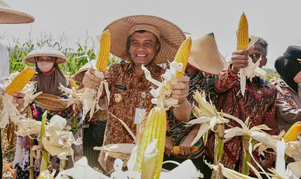 Jawa Tengah, Produsen Jagung Terbesar Kedua di Indonesia